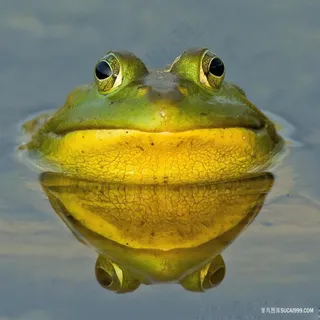 唯美野生两栖动物大青蛙牛蛙图片