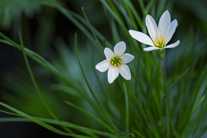 淡雅的白色百合花高清图片