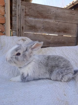 白色可爱兔子摄影素材