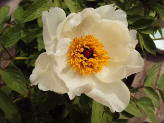 芍药花图片下载