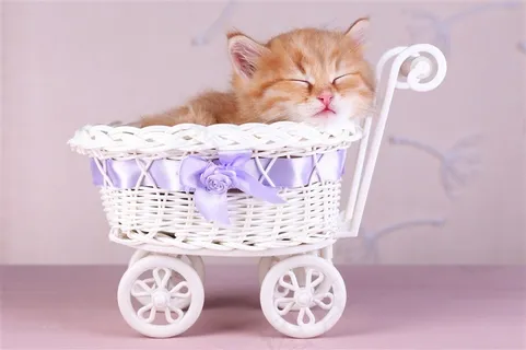 小推车里的猫咪图片 小推车里的猫咪图片