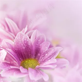 带着水珠水滴的紫色鲜花花朵 带着水珠水滴的紫色鲜花花朵