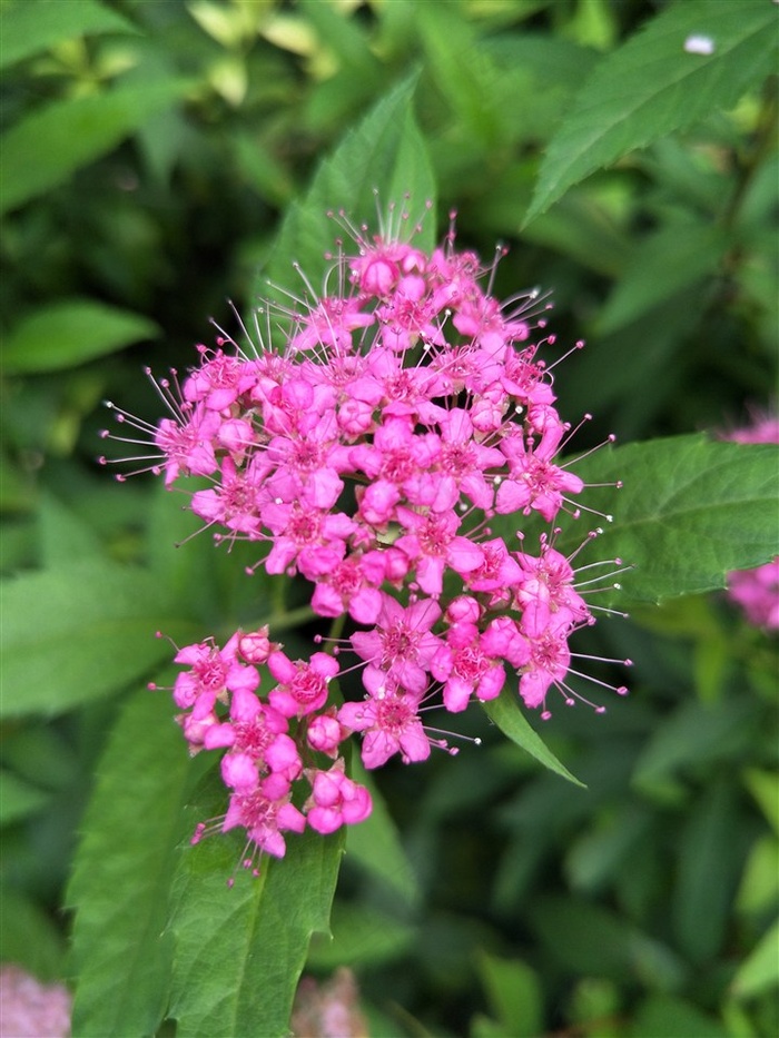 金焰绣线菊花朵