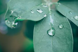 植物, 木通, 叶子, 绿色, 雨, 滴