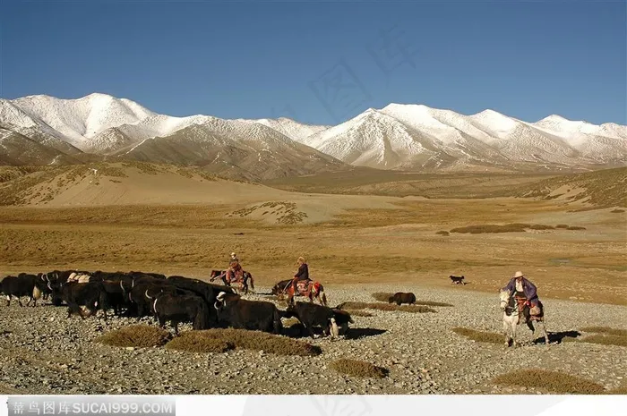 西藏人文风情-散养的牦牛