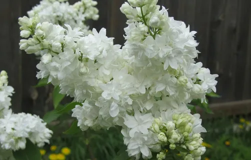 白丁香花高清图片 白丁香花高清图片
