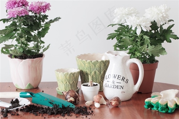 桌子上的几盆菊花