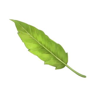 叶子树叶芭蕉叶免抠