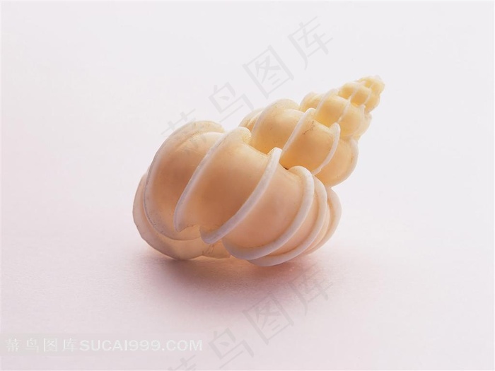 唯美的海贝素材