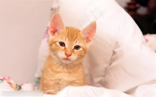 可爱猫咪-沙发上的黄色小猫