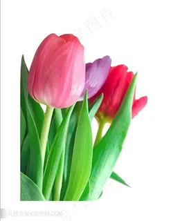 郁金香鲜花图片 郁金香鲜花图片