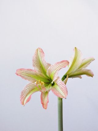 白色纯洁百合摄影素材