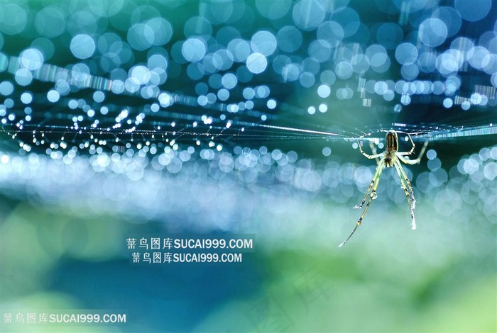 高清唯美雨中结网蜘蛛摄影图片