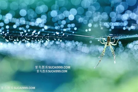 高清唯美雨中结网蜘蛛摄影图片 高清唯美雨中结网蜘蛛摄影图片