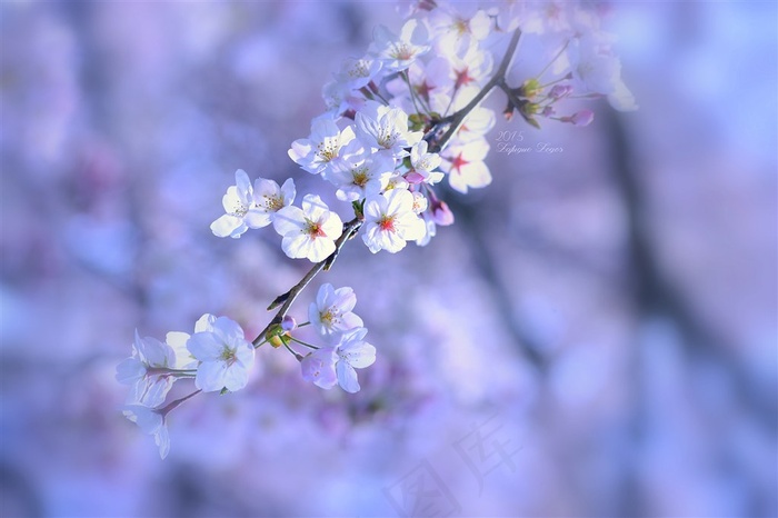 唯美枝头樱花高清鲜花图片