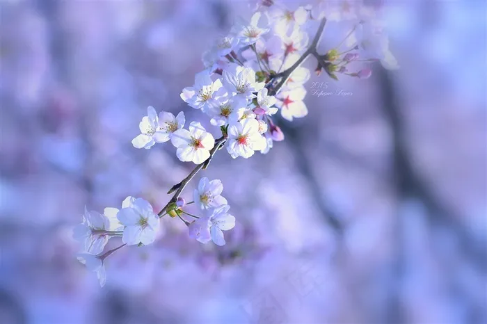 唯美枝头樱花高清鲜花图片