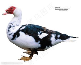家禽家畜-花鸭子侧面