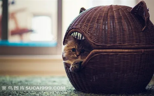 编织篮子里的小猫素材