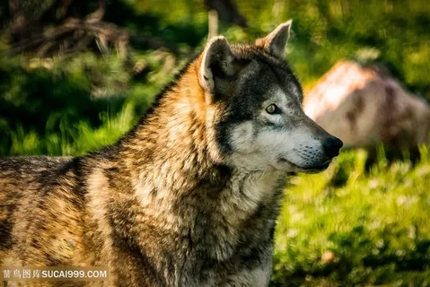 大灰狼摄影图片