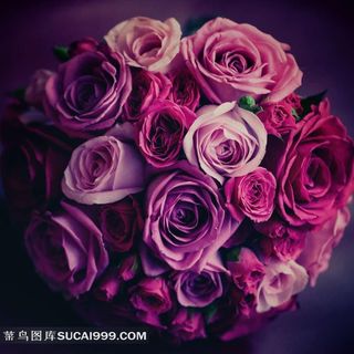 美丽高贵的紫玫瑰