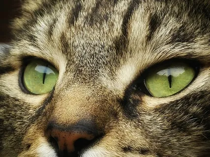 可爱猫咪 动物 素材 奶萌 (17) 可爱猫咪 动物 素材 奶萌 (17)