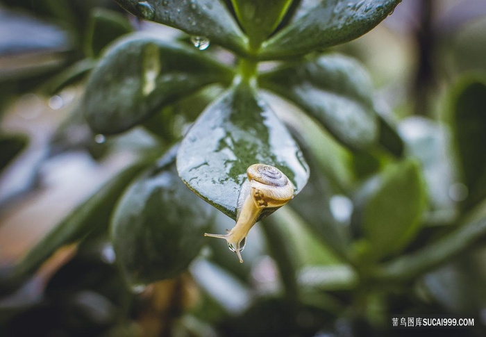 叶子上的蜗牛