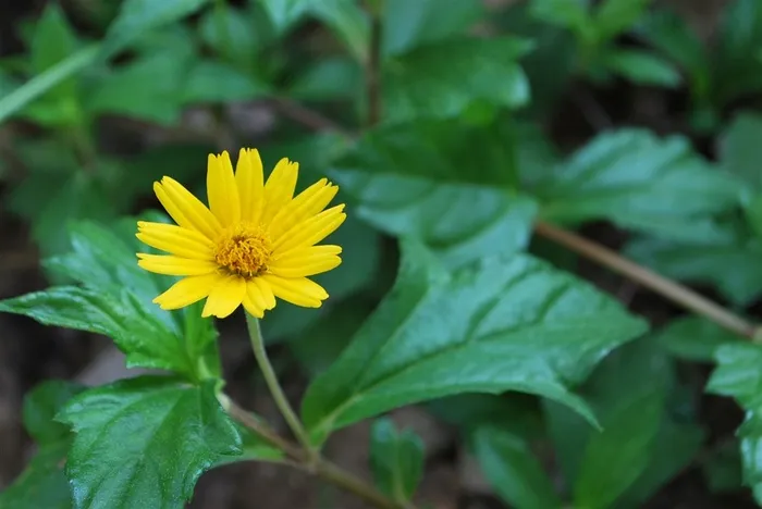 清新简洁小野菊