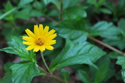 清新简洁小野菊