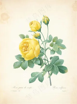 珍藏版皮埃尔-约瑟夫·雷杜德植物图谱图片素材