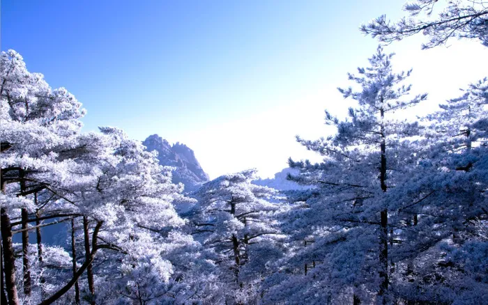 黄山雾凇图片-第7张