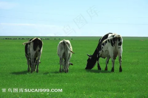 内蒙古呼伦贝尔草原奶牛摄影素材