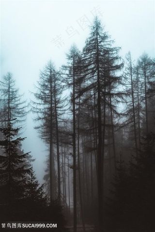 森林深处阴森密林