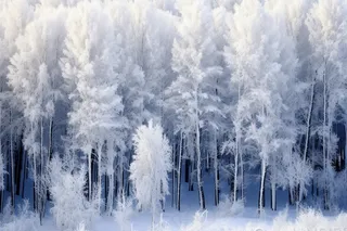 冬季雪景白雪雾凇覆盖摄影图 