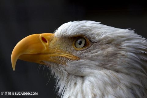 老鹰图片高清特写鸟图片