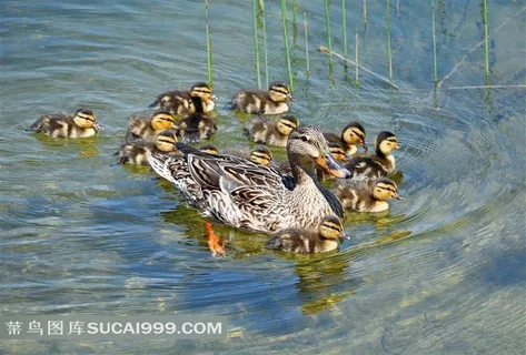 河塘里玩耍的鸭子 河塘里玩耍的鸭子