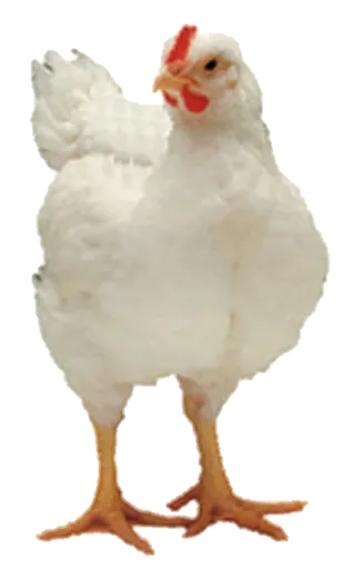现代农业公鸡