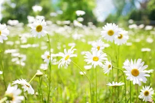 清新美好的雏菊图片