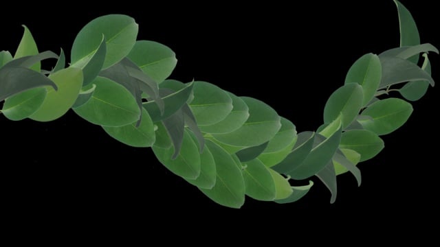 树叶, 卷须, 生长, 表示形式, 果叶, 登山者植物