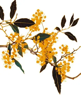 桂花手绘 桂花手绘