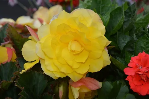 高清黄色花朵唯美图片