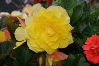 高清黄色花朵唯美图片