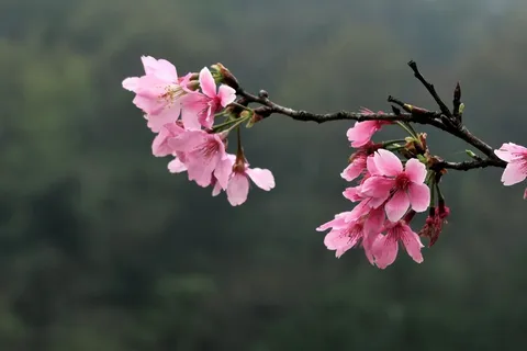 樱花枝樱花壁纸图片 樱花枝樱花壁纸图片