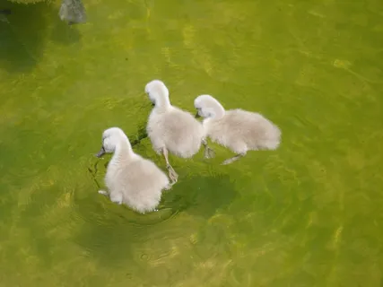 三只小鸭子戏水图片