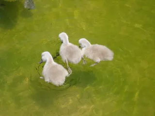 三只小鸭子戏水图片