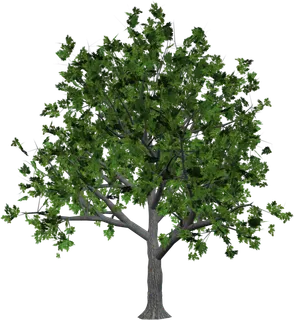 树木树枝树叶免扣素材