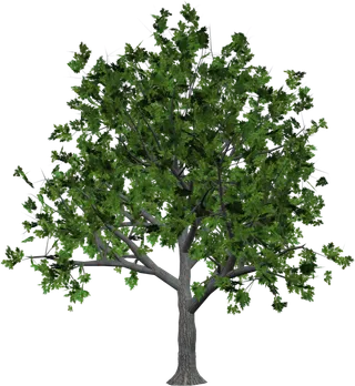 树木树枝树叶免扣素材