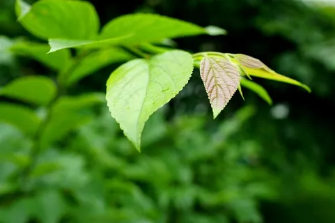 春天新鲜的嫩叶树叶摄影图片 春天新鲜的嫩叶树叶摄影图片