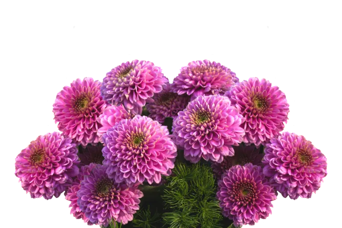 花 落下 花园大丽花 秋天的大丽花 夏末 秋花 