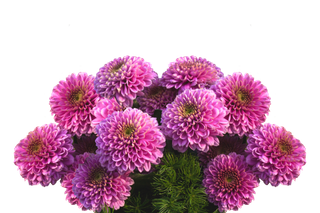 花 落下 花园大丽花 秋天的大丽花 夏末 秋花 