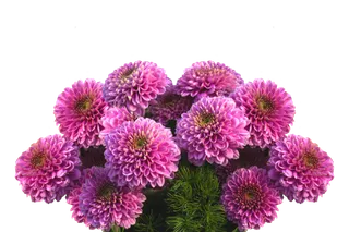 花 落下 花园大丽花 秋天的大丽花 夏末 秋花 